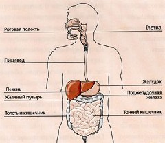 Гастрит крапивница Гастрит крапивница